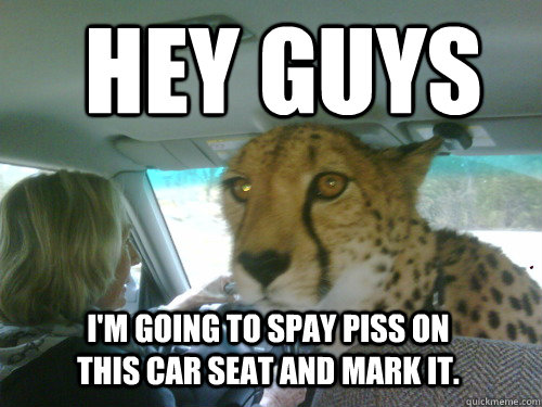 Hey guys I'm going to spay piss on this car seat and mark it.  Chill Cheetah