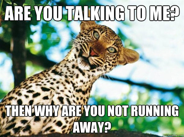 Are you talking to me? Then why are you not running away?  Confused Cheetah