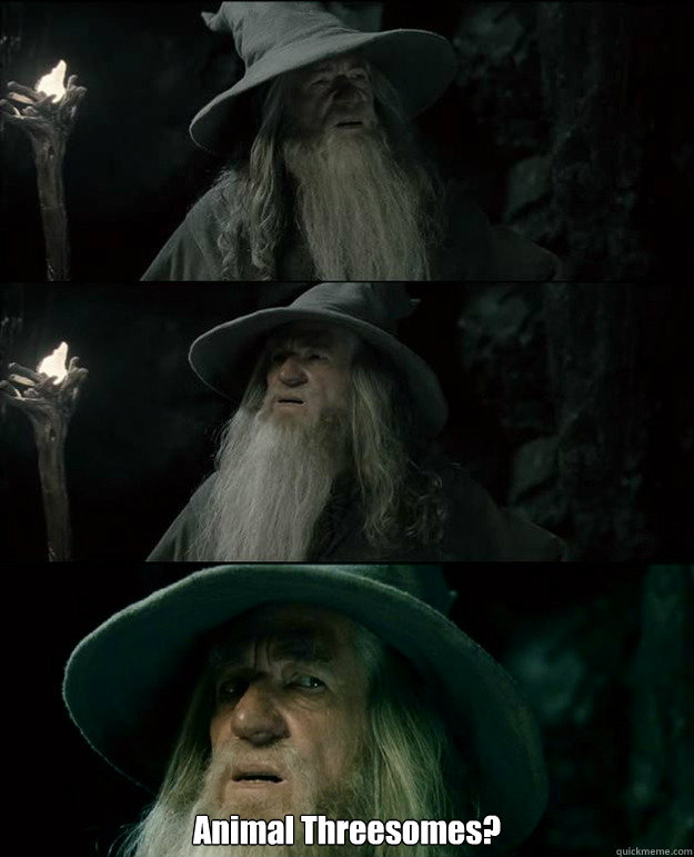  Animal Threesomes? -  Animal Threesomes?  Gandalf und das Spanischstudium
