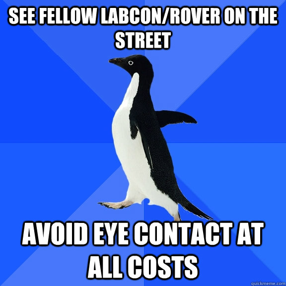 SEE FELLOW LABCON/ROVER ON THE STREET AVOID EYE CONTACT AT ALL COSTS  Socially Awkward Penguin