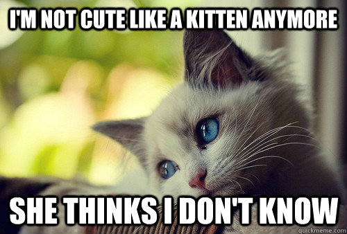 I'm not cute like a kitten anymore she thinks i don't know  First World Problems Cat