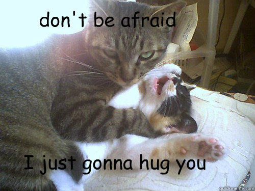 don't be afraid I just gonna hug you - don't be afraid I just gonna hug you  funny cat