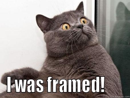 I was framed! -  I WAS FRAMED!      conspiracy cat