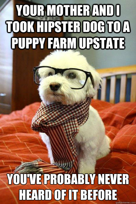 Your mother and I took hipster dog to a puppy farm upstate You've probably never heard of it before - Your mother and I took hipster dog to a puppy farm upstate You've probably never heard of it before  Hipster Dog