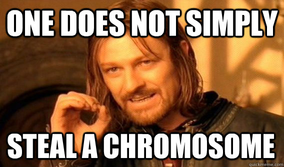 ONE DOES NOT SIMPLY STEAL A CHROMOSOME  One Does Not Simply