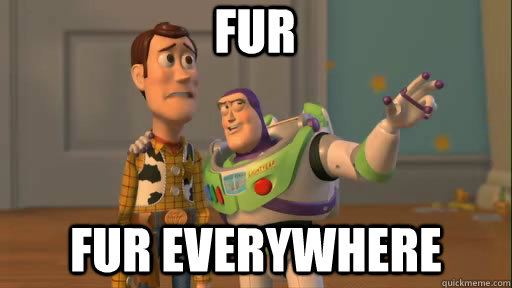 fur fur everywhere  Everywhere