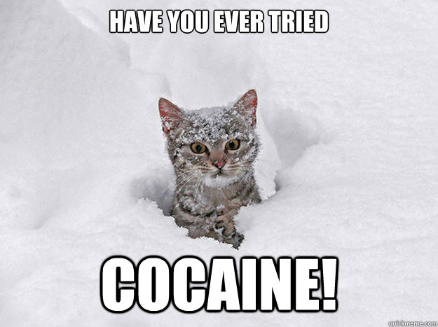 HAVE YOU EVER TRIED COCAINE! - HAVE YOU EVER TRIED COCAINE!  Cocaine Cat