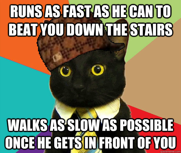 Runs as fast as he can to beat you down the stairs walks as slow as possible once he gets in front of you  Scumbag Cat