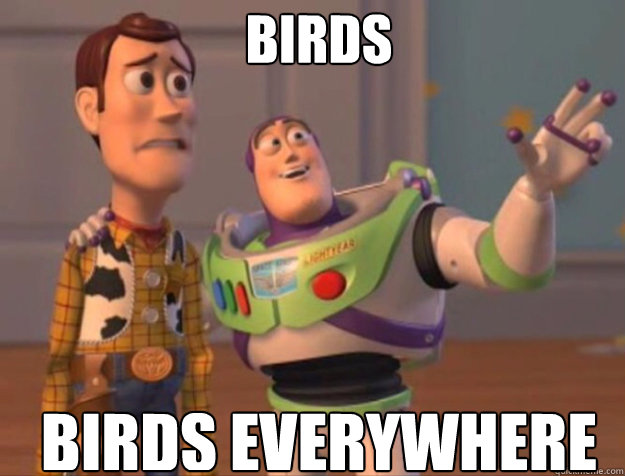 birds birds everywhere  buzz woody