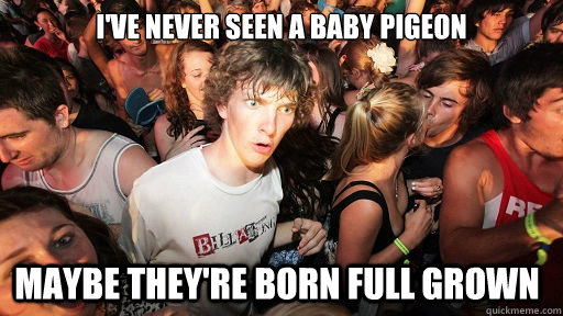 I've never seen a baby pigeon Maybe they're born full grown   Sudden Clarity Clarence