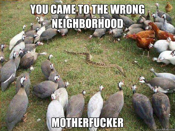 You Came to the Wrong Neighborhood Motherfucker - You Came to the Wrong Neighborhood Motherfucker  you came to the wrong...