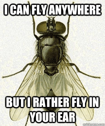 I can fly anywhere but i rather fly in your ear - I can fly anywhere but i rather fly in your ear  Fly logic