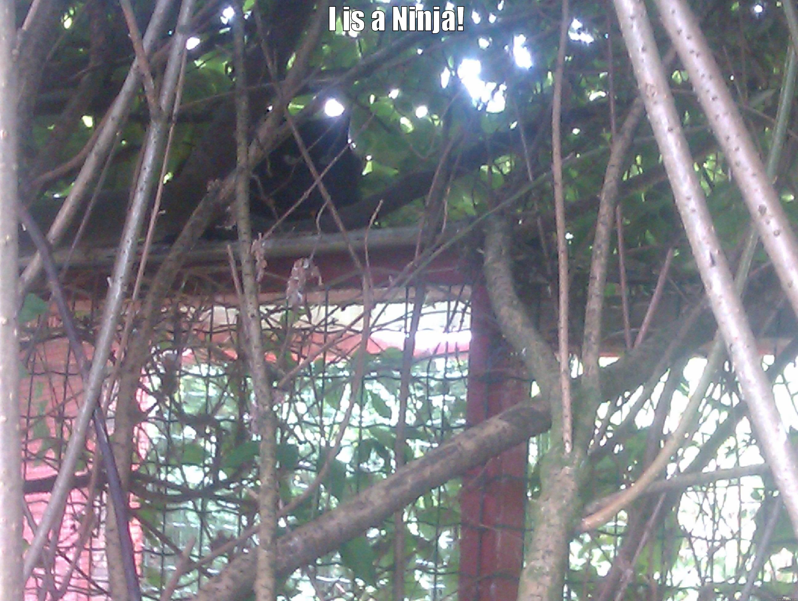 I IS A NINJA!  Misc