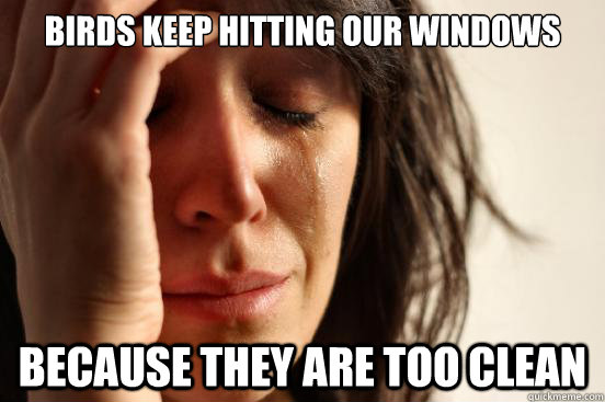 Birds keep hitting our windows because they are too clean  First World Problems