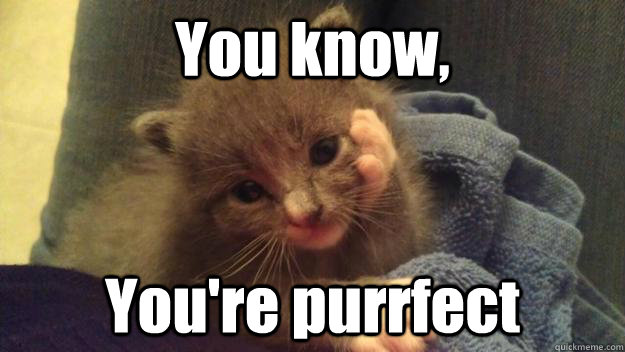 You know, You're purrfect - You know, You're purrfect  Complimenting Cat
