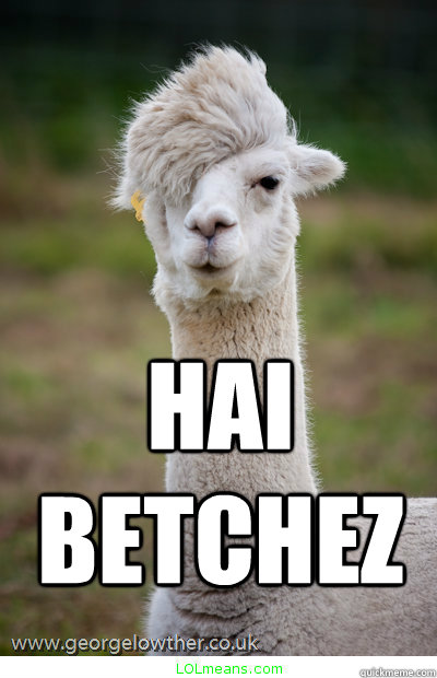 hai betchez - hai betchez  apathetic llama