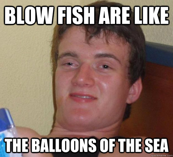 Blow Fish are like the balloons of the sea - Blow Fish are like the balloons of the sea  random kid said this at my buddys house at a 10