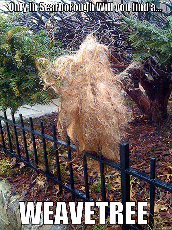 ONLY IN SCARBOROUGH WILL YOU FIND A... WEAVETREE Misc
