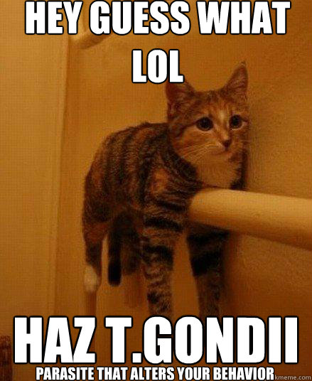 hey guess what lol Haz T.Gondii parasite that alters your behavior  Monorail Cat