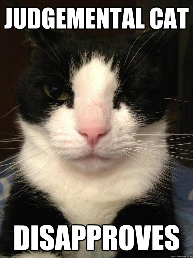 Judgemental Cat Disapproves  