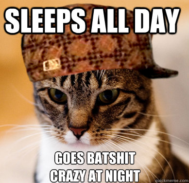 Sleeps all day goes batshit crazy at night  Scumbag Cat