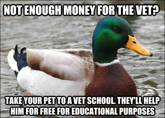 not enough money for the vet? take your pet to a vet school. they'll help him for free for educational purposes  Actual Advice Mallard