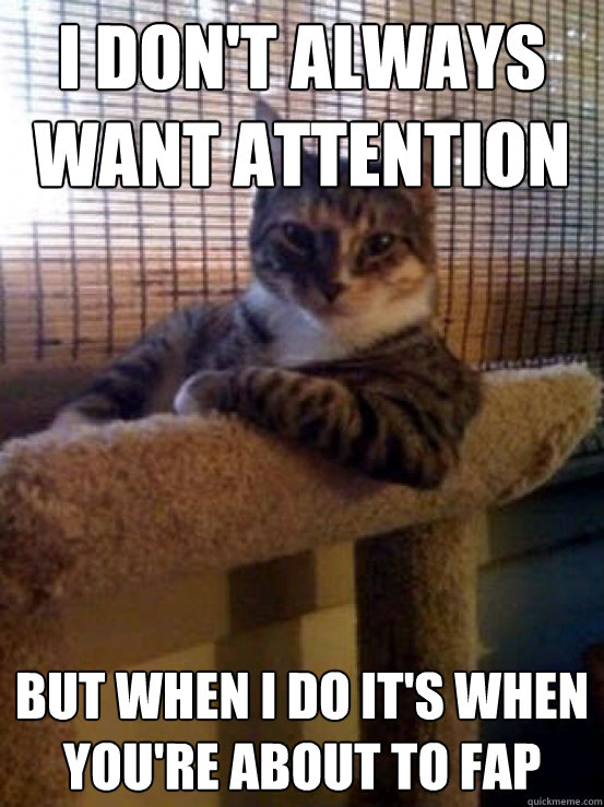 i don't always want attention but when i do it's when you're about to fap  The Most Interesting Cat in the World