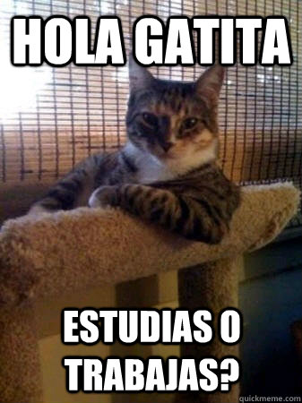 Hola gatita estudias o trabajas?  The Most Interesting Cat in the World