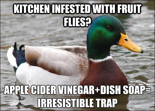 kitchen infested with fruit flies? apple cider vinegar+dish soap=
irresistible trap  Actual Advice Mallard