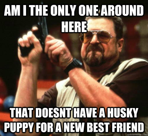 Am i the only one around here That doesnt have a husky puppy for a new best friend  Am I The Only One Around Here