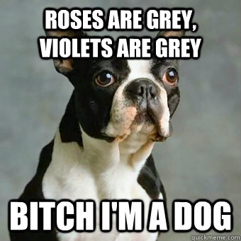 Roses are grey, violets are grey Bitch I'm a dog  Stupid Dog