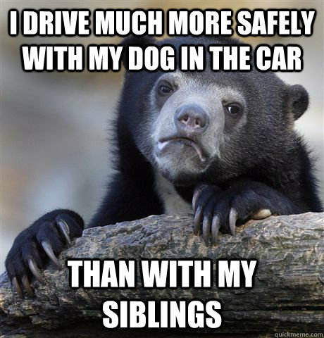 I drive much more safely with my dog in the car than with my siblings  Confession Bear