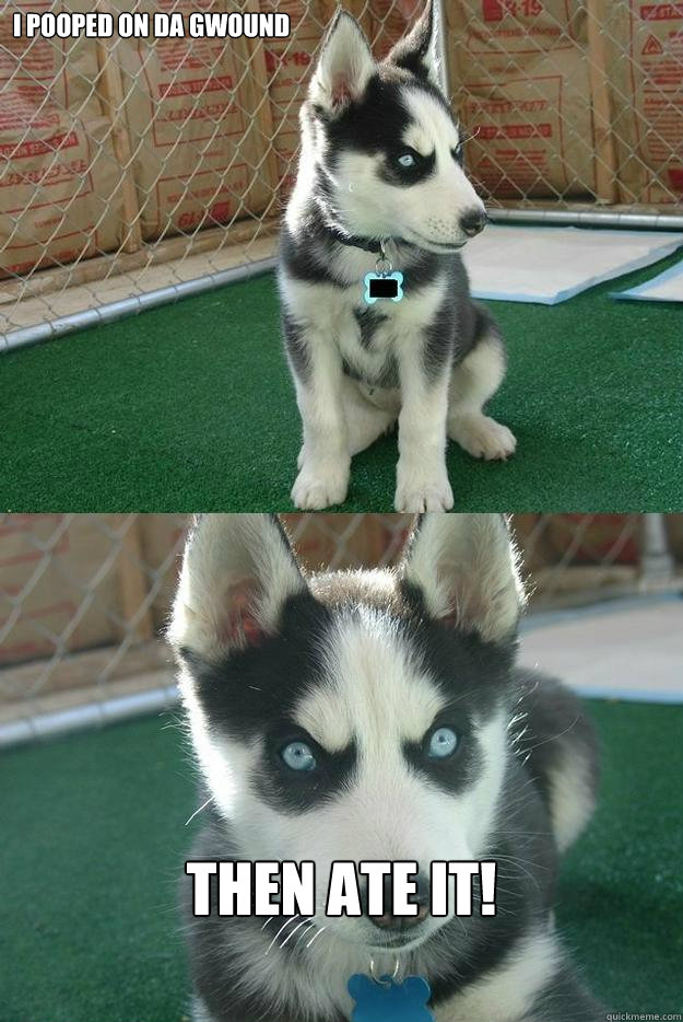 I pooped on da gwound Then ate it!  Insanity puppy