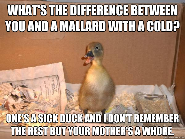 What's the difference between you and a mallard with a cold? One's a sick duck and I don't remember the rest but your mother's a whore. - What's the difference between you and a mallard with a cold? One's a sick duck and I don't remember the rest but your mother's a whore.  Bad Joke Duck