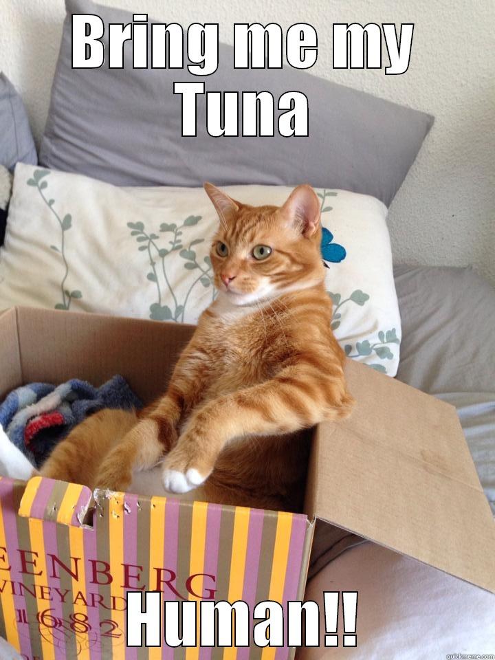 Fancy Cat - BRING ME MY TUNA HUMAN!! Misc