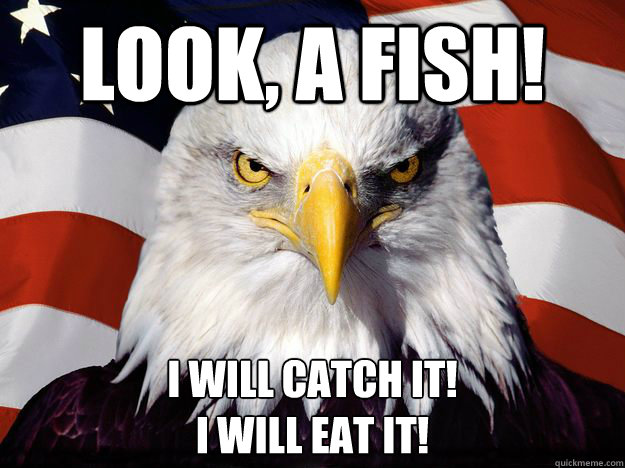 Look, a fish! I will catch it!
I will eat it!  One-up America