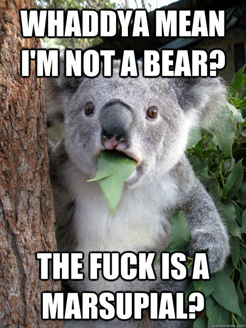 Whaddya mean I'm not a bear? the fuck is a marsupial? - Whaddya mean I'm not a bear? the fuck is a marsupial?  koala bear