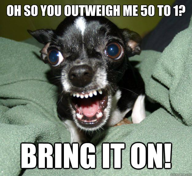 Oh so you outweigh me 50 to 1? bring it on!  Chihuahua Logic