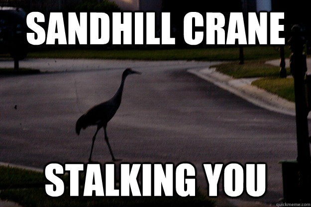 sandhill crane stalking you - sandhill crane stalking you  creepy crane