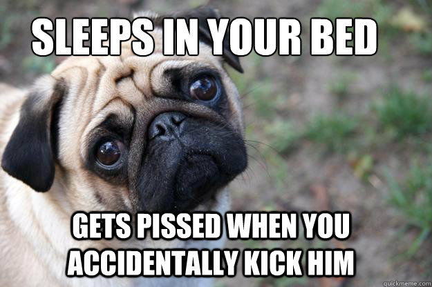 Sleeps in your bed gets pissed when you accidentally kick him  First World Dog problems
