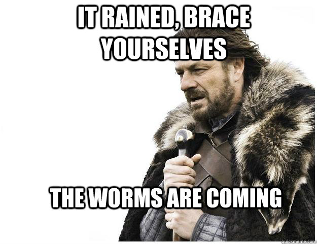 It rained, Brace yourselves the worms are coming  Imminent Ned
