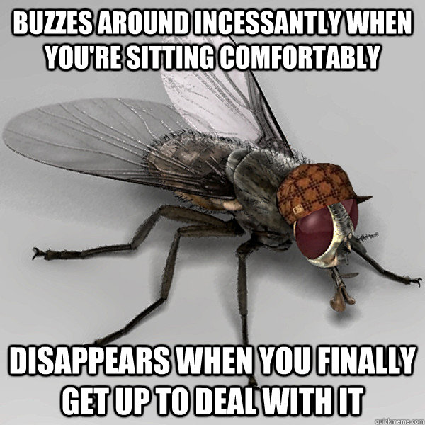 Buzzes around incessantly when you're sitting comfortably Disappears when you finally get up to deal with it  Scumbag Fly