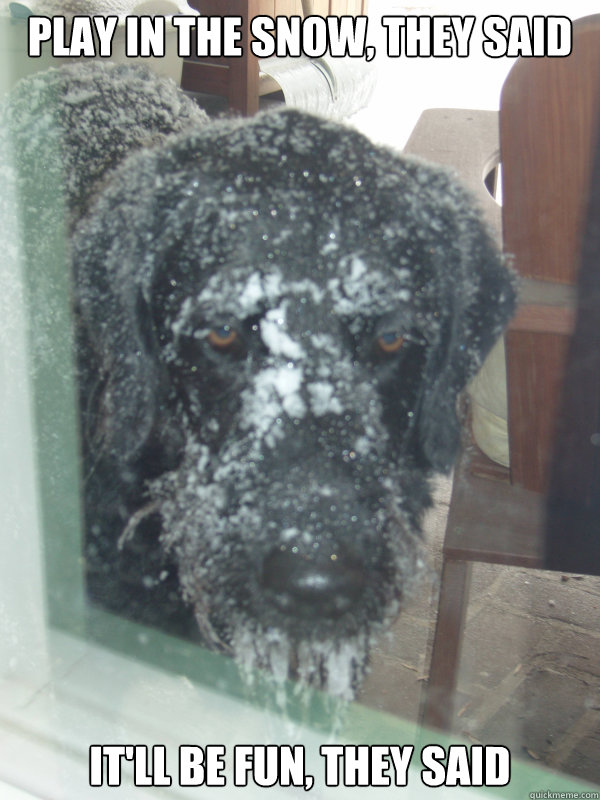 PLAY IN THE SNOW, THEY SAID IT'LL BE FUN, THEY SAID - PLAY IN THE SNOW, THEY SAID IT'LL BE FUN, THEY SAID  Sad Snow Dog