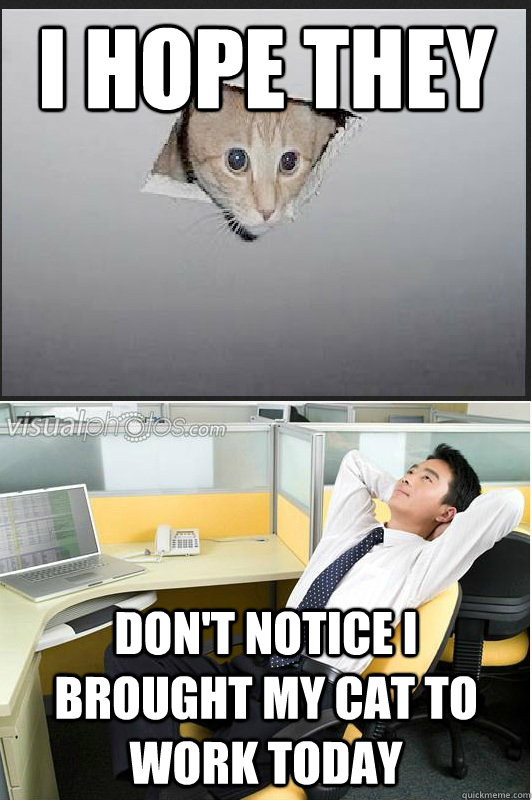 I HOPE THEY  DON'T NOTICE I BROUGHT MY CAT TO WORK TODAY  ceiling cat office thoughts
