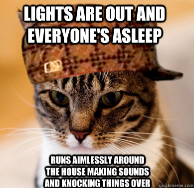 Lights are out and everyone's asleep runs aimlessly around the house making sounds and knocking things over  Scumbag Cat