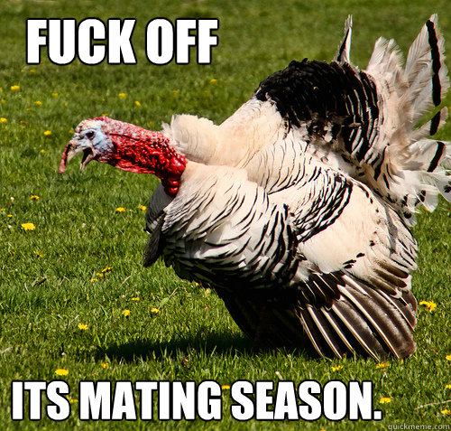 Fuck off Its mating season. - Fuck off Its mating season.  turkey