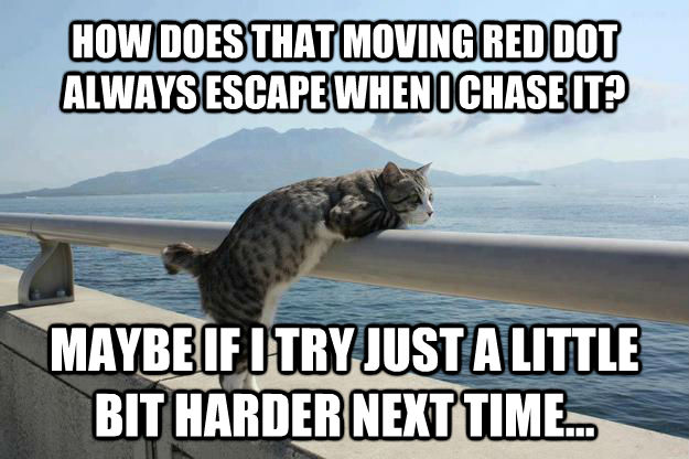 HOW DOES THAT MOVING RED DOT ALWAYS ESCAPE WHEN I CHASE IT? MAYBE IF I TRY JUST A LITTLE BIT HARDER NEXT TIME... - HOW DOES THAT MOVING RED DOT ALWAYS ESCAPE WHEN I CHASE IT? MAYBE IF I TRY JUST A LITTLE BIT HARDER NEXT TIME...  Existential Crisis Cat