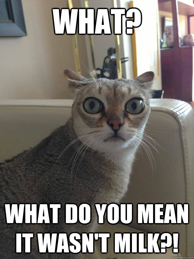 What? what do you mean it wasn't milk?!  Alarmed cat