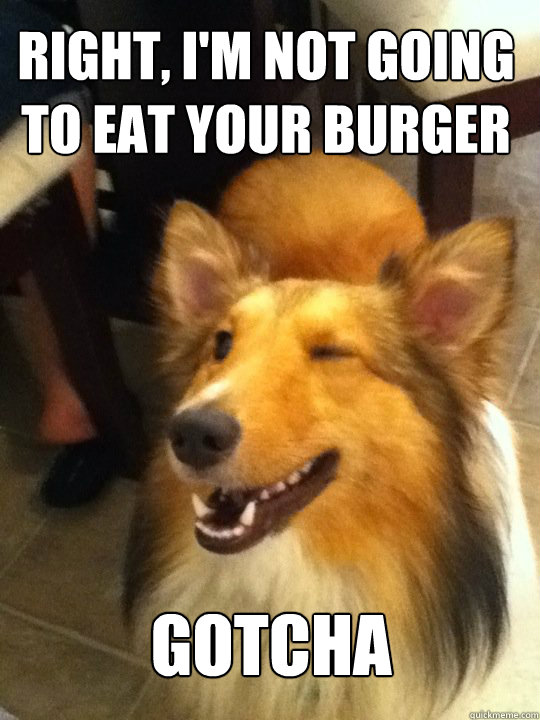 Right, I'm NOT going to eat your burger GOTCHA  implying dog