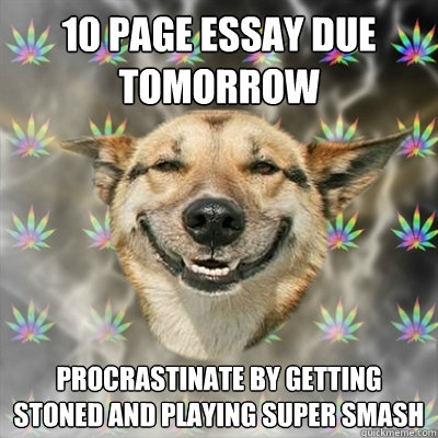 10 page essay due tomorrow Procrastinate by getting stoned and playing super smash  Stoner Dog